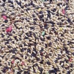 CANTO ALEGRE CANARIOS SIN AVENA 20kg detalle