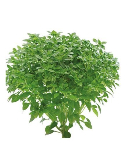 ALBAHACAHOJAPEQUEÑA PACK 1ECO