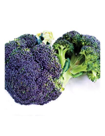 BROCOLLI MORADO PACK DE 12