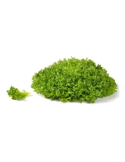 LECHUGA MULIHOJA VERDE HOBBY FRESH