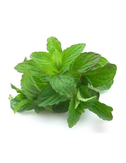 MENTA CHOCOLATE PACK 1 ECO