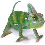 CAMALEON CALYPTRATUS