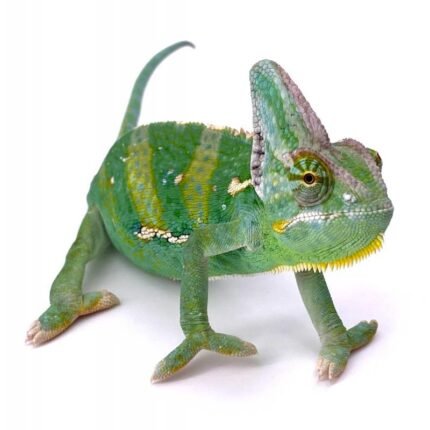 CAMALEON CALYPTRATUS