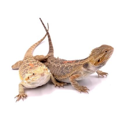 POGONA VITTICEPS