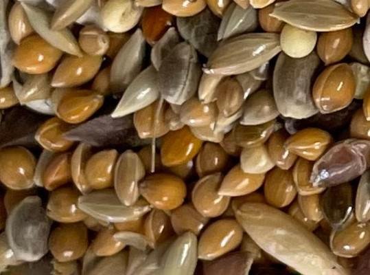 PLUMALIS-AGAPORNIS-Y-COTORRAS-SUPREMA-SP-20kg.jpg PLUMALIS AGAPORNIS Y COTORRAS SUPREMA S/P 20kg